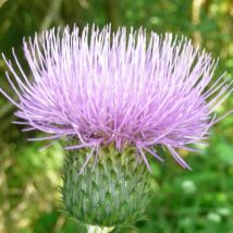 Thistle by any other name ...