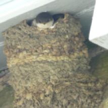 House Martins wondering whether to fledge or not