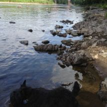 River Tweed, having yet another slurp