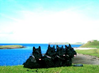 Kelpie, Izzy, Finlay and Bobby, Isle of Skye, 2005