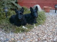 Bobby and Finlay as puppies