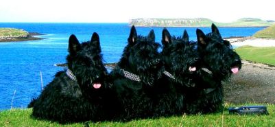 Kelpie, Izzy, Finlay & Bobby, Isle of Skye, 2005 copy